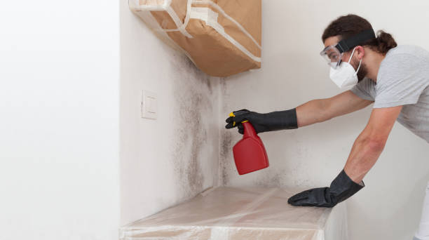 Basement Mold Remediation treatment on basement walls in Bellaire