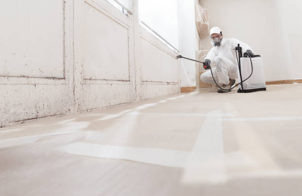 Black mold remediation team in Bellaire